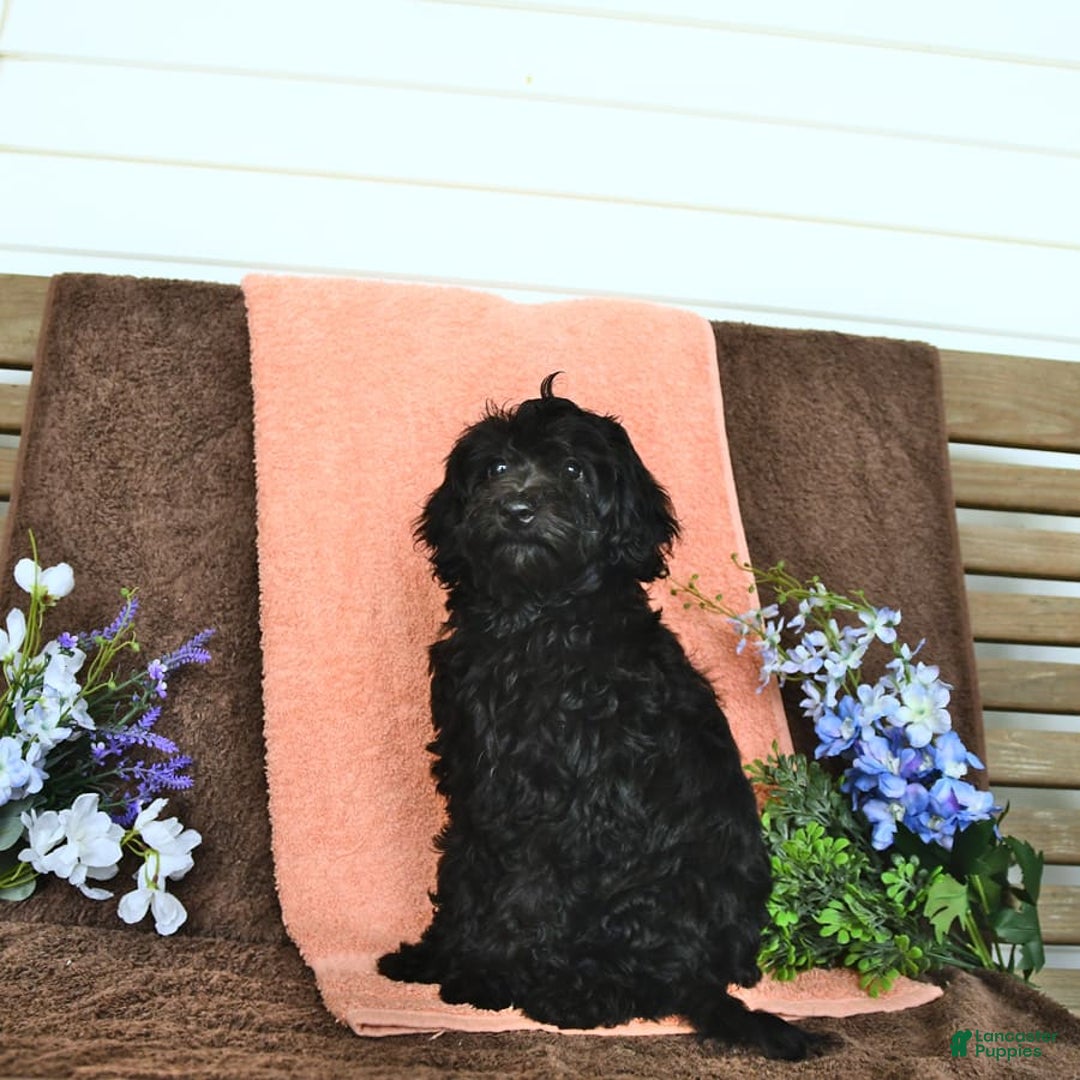 Miniature Poodle dogs for sale: Opal - Image 4