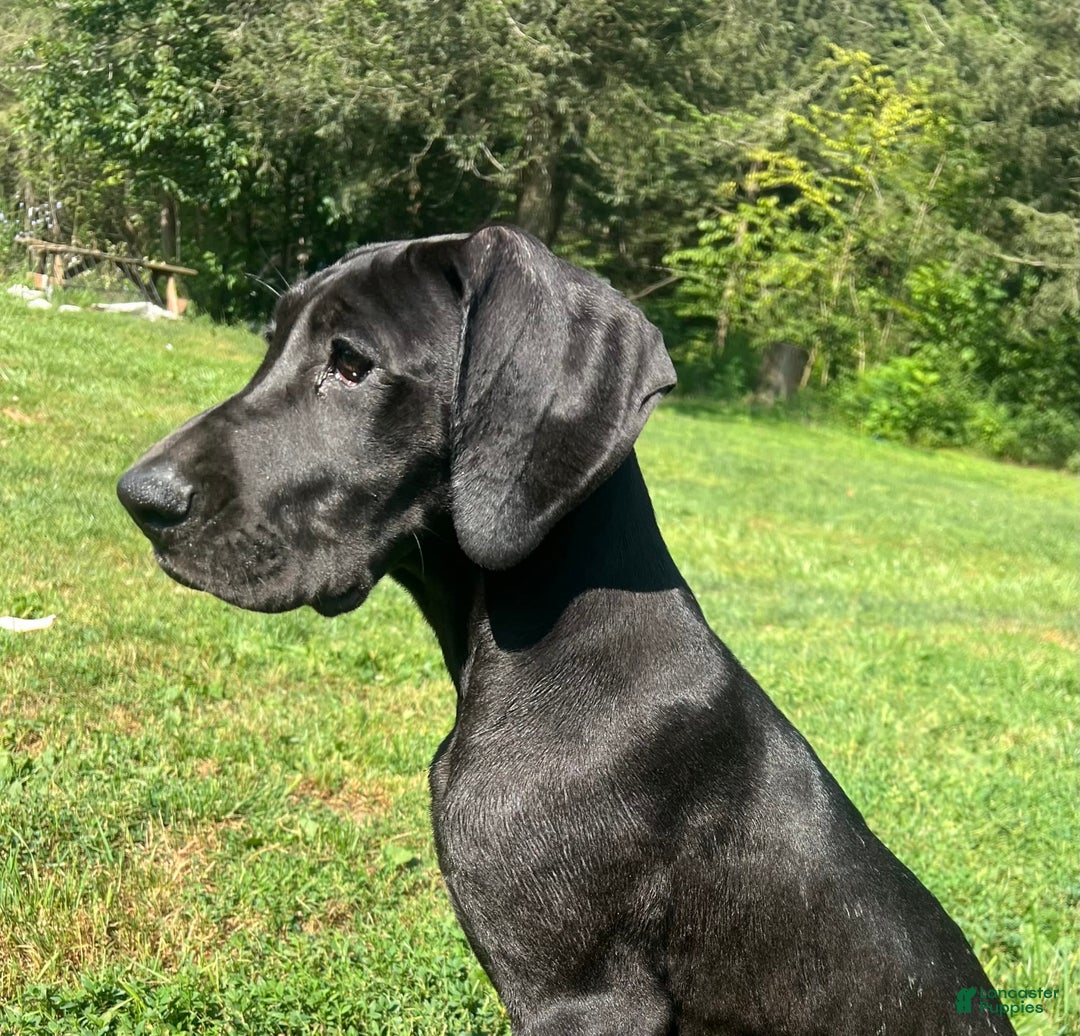 Great Dane dogs for sale: Darla - Image 19