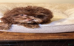 Shihpoo dogs for sale: Bunny - Image 1