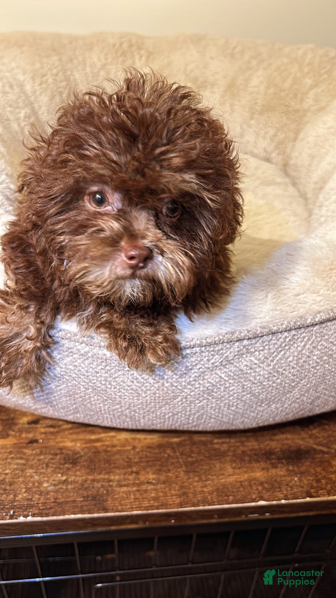 Shihpoo dogs for sale: Bunny - Image 1