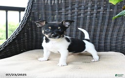 Pomeranian dogs for sale: Pomeranian 4 puppies - Image 6