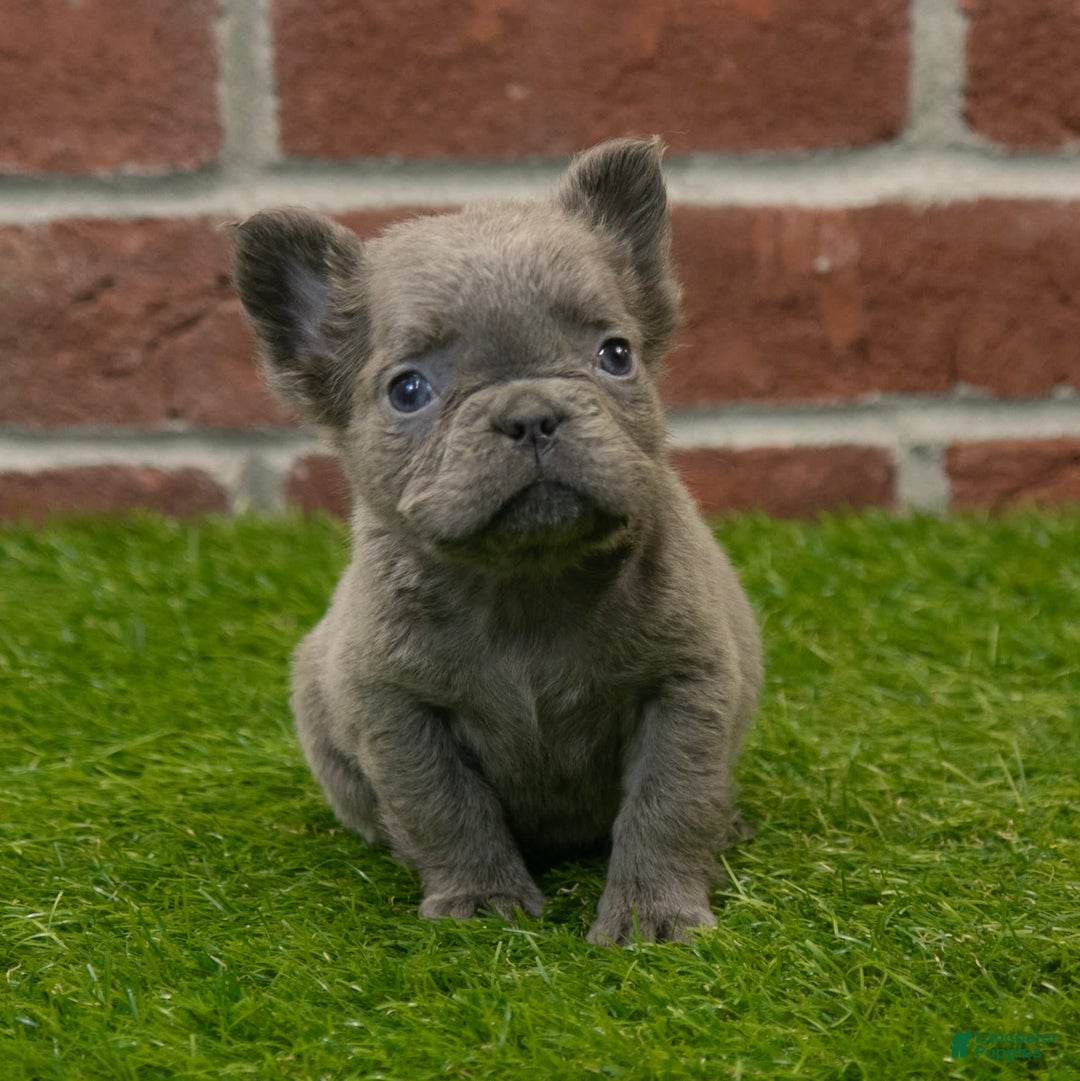 French Bulldog dogs for sale: Lilly - Image 2
