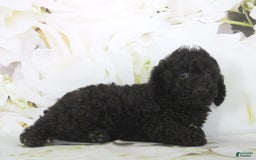Toy Poodle dogs for sale: Bailey - Image 2
