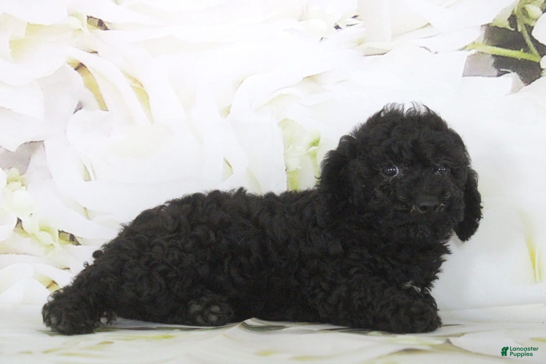 Toy Poodle dogs for sale: Bailey - Image 2