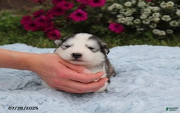 Alaskan Malamute dogs for sale: Rayna - Image 1