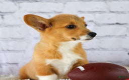 Welsh Corgi Pembroke dogs for sale: Gilbert - Image 2