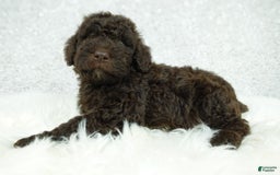 Newfypoo dogs for sale: Marley F1b - Image 5