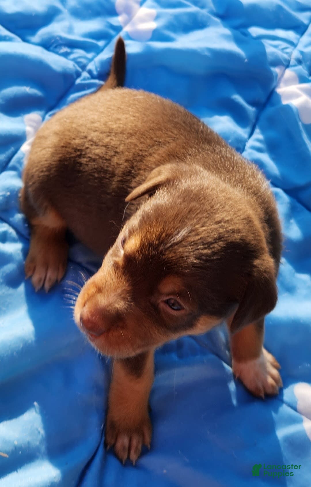 Catahoula Leopard Dog dogs for sale: Zealand - Image 2