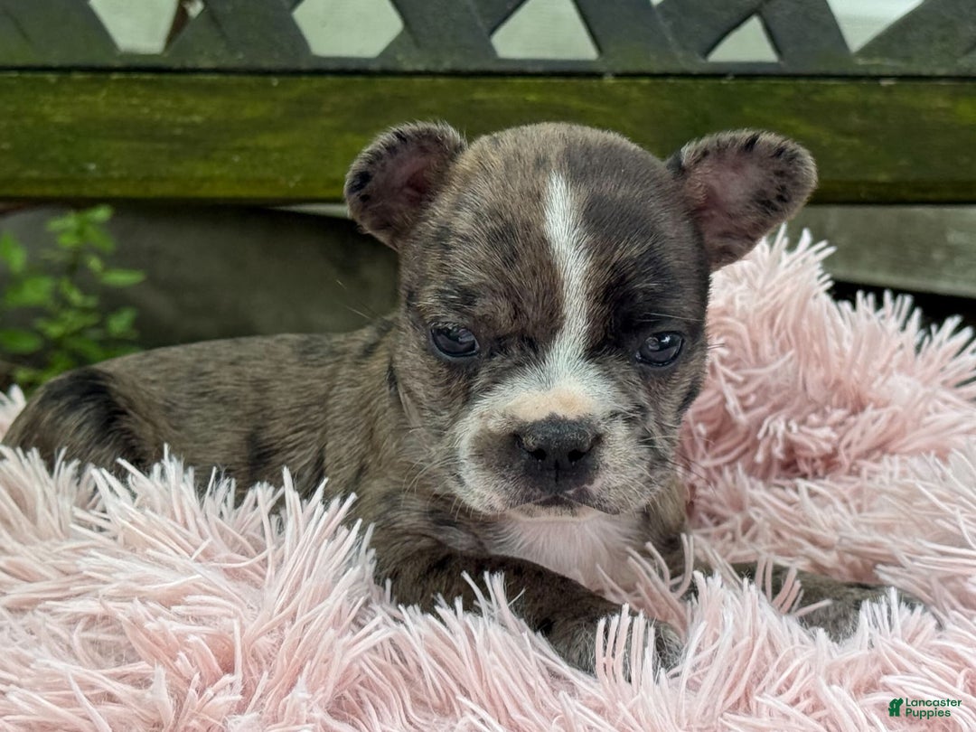Frenchton dogs for sale: Jayna - Image 9