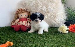 Toy Poodle dogs for sale: Jimmy - Image 4
