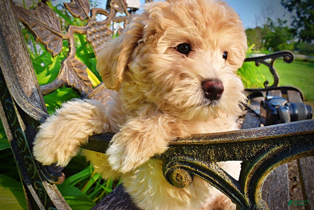 Havapoo dogs for sale: Wags - Image 10