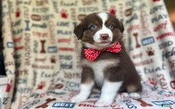 Miniature Australian Shepherd dogs for sale: Nugget - Image 4