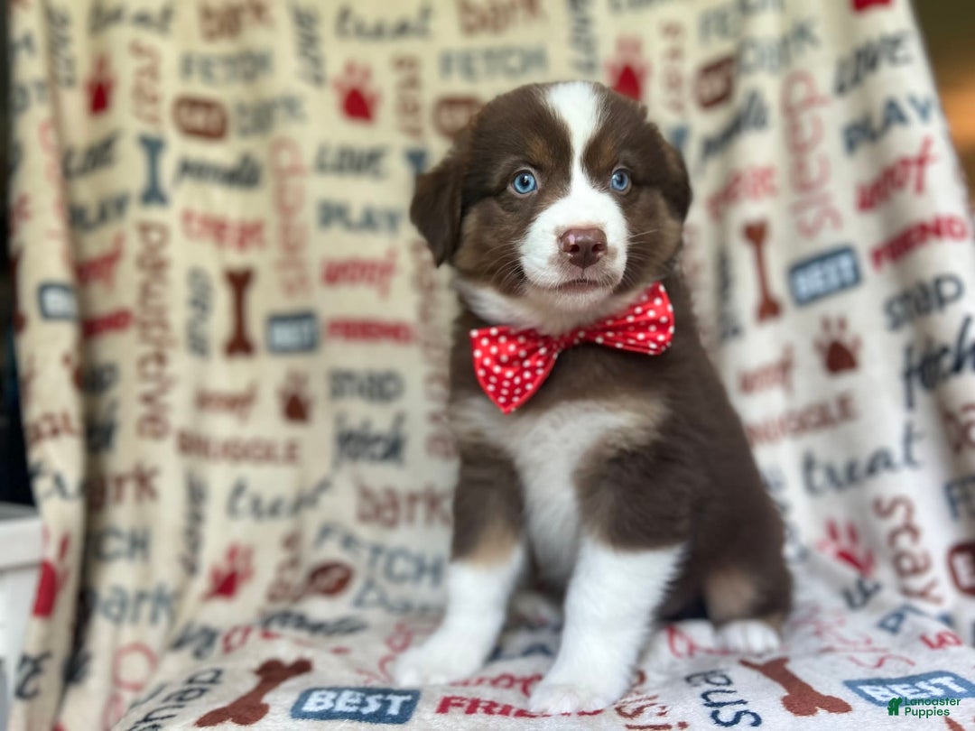 Miniature Australian Shepherd dogs for sale: Nugget - Image 4