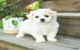 Teddy Bear dogs for sale: Ivy - Image 5