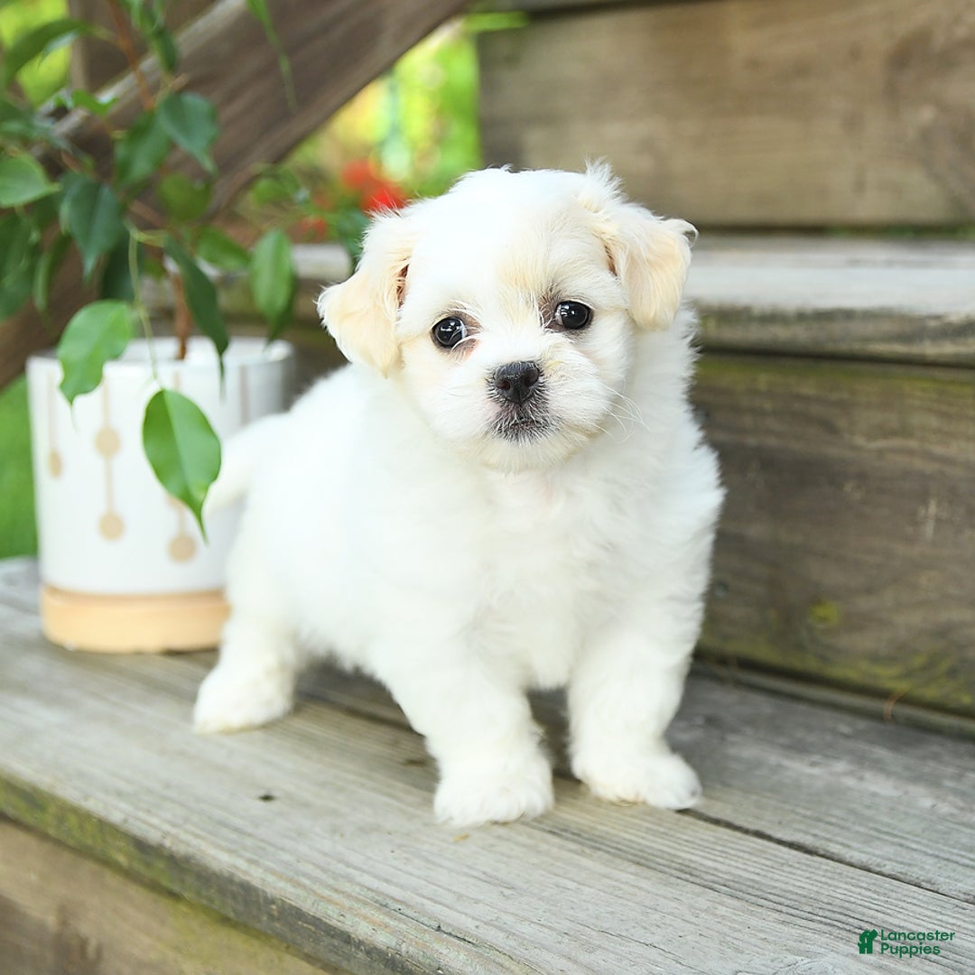 Teddy Bear dogs for sale: Ivy - Image 5