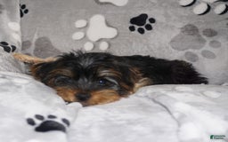Yorkshire Terrier dogs for sale: Alyssa - Image 12