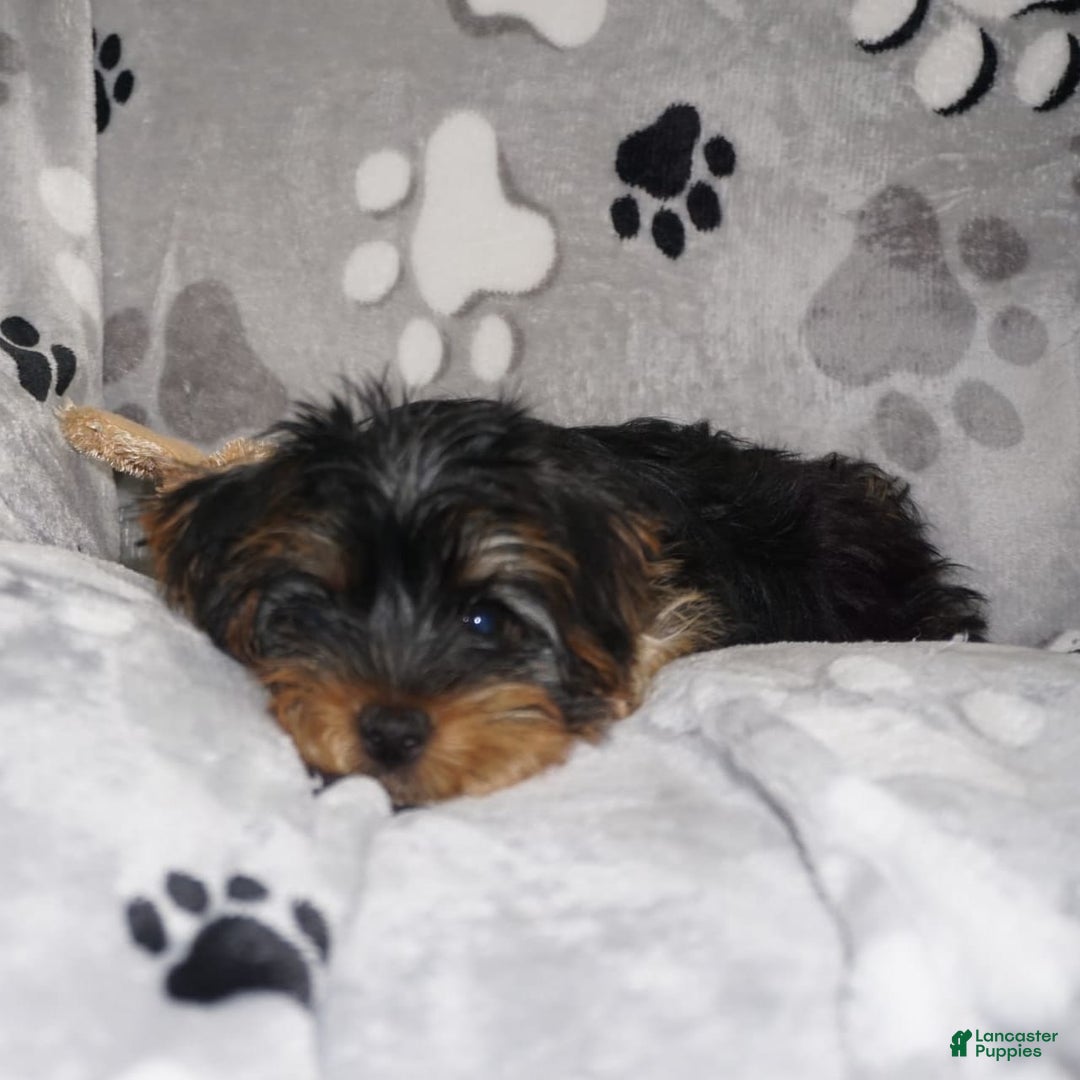 Yorkshire Terrier dogs for sale: Alyssa - Image 12