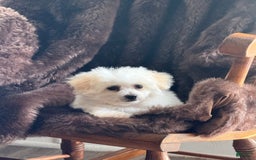 Bichon Frise dogs for sale: Buddy - Image 16