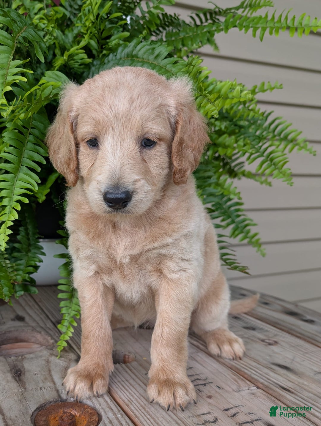 Goldendoodle dogs for sale: Bella - Image 27