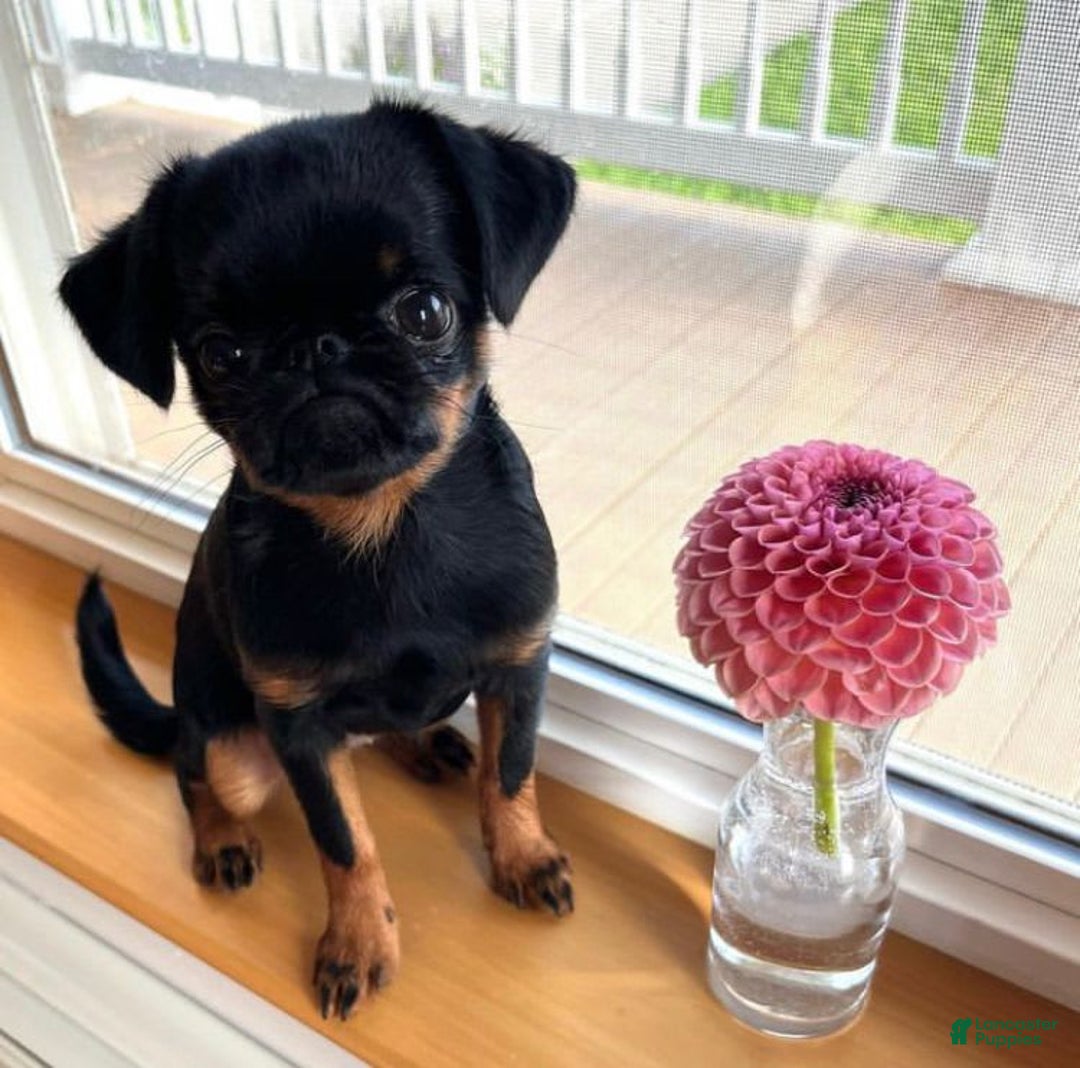 Brussels Griffon dogs for sale: Missy - Image 3