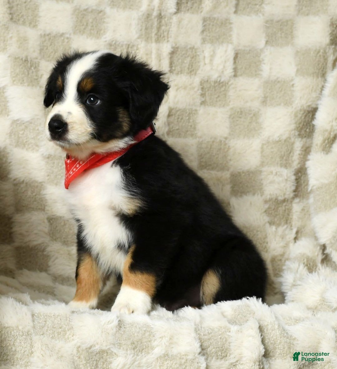 Miniature Australian Shepherd dogs for sale: Colby - Image 3