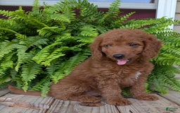 Mini Goldendoodle dogs for sale: Mini -coner - Image 54