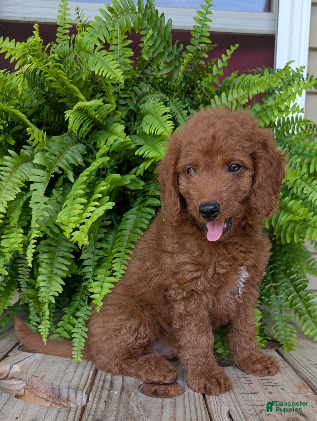 Mini Goldendoodle dogs for sale: Mini -coner - Image 54