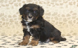 Mini Bernedoodle dogs for sale: Dustin - Image 1