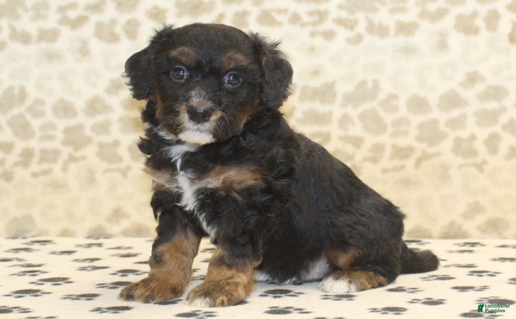 Mini Bernedoodle dogs for sale - Ad 5