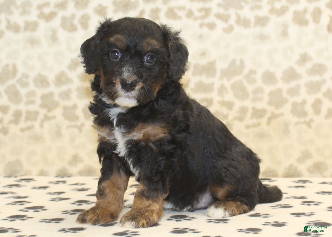 Mini Bernedoodle dogs for sale: Dustin - Image 1