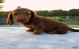 Miniature Dachshund dogs for sale: Omar - Image 4