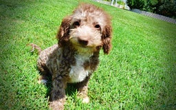 Havapoo dogs for sale: Toto - Image 25