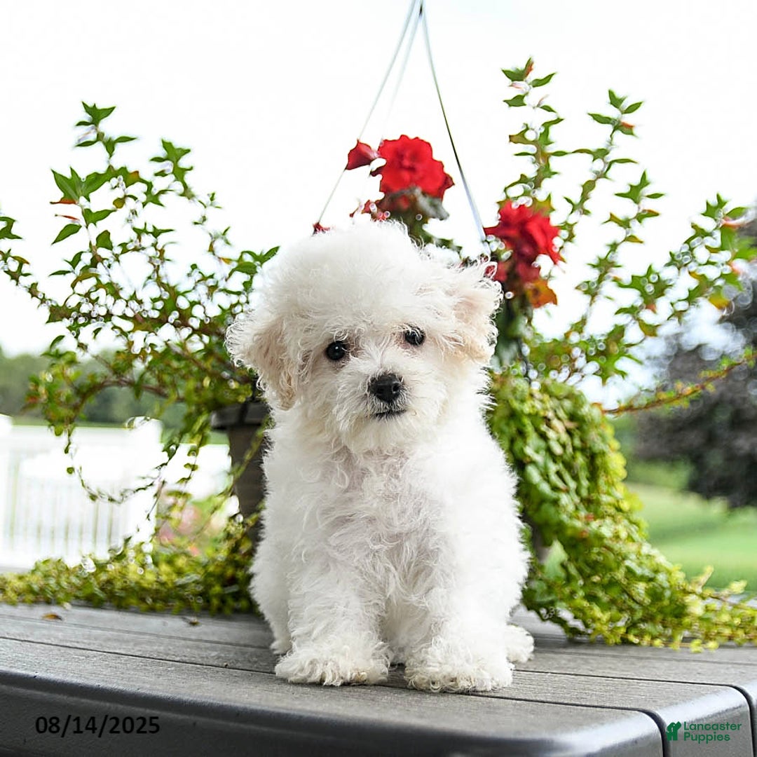 Bichon Frise dogs for sale: Polly - Image 1