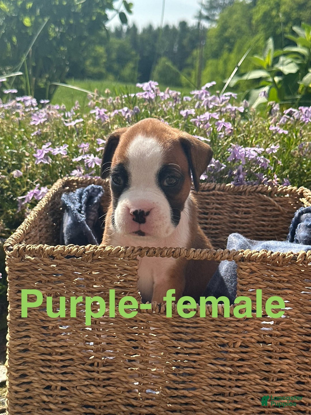 Boxer dogs for sale: Purple - Image 1