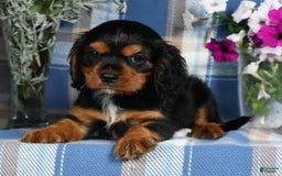 Cavalier King Charles Spaniel dogs for sale: Artie - Image 6