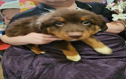 Australian Shepherd dogs for sale: Laura - Image 24