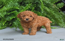 Miniature Poodle dogs for sale: Dolly - Image 3