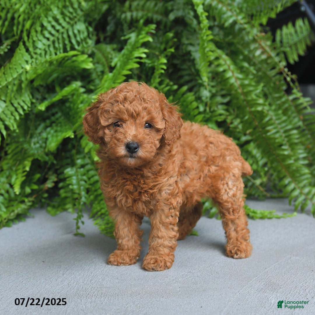 Miniature Poodle dogs for sale: Dolly - Image 3