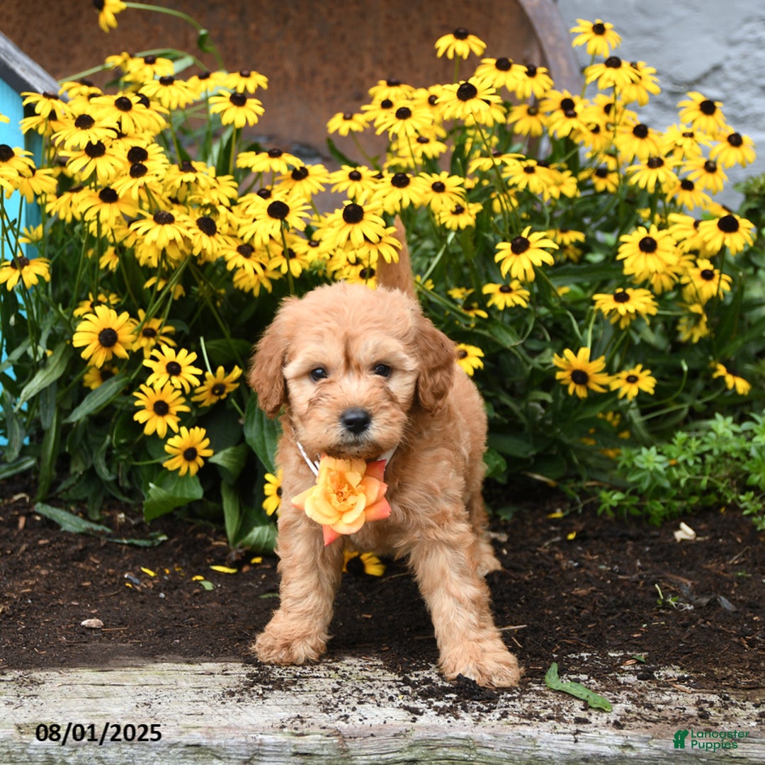 Mini Goldendoodle dogs for sale: Little Red - Image 4