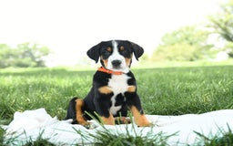 Greater Swiss Mountain Dog dogs for sale: Frances - Image 2