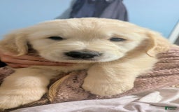 Golden Retriever dogs for sale: Yellow - Image 4
