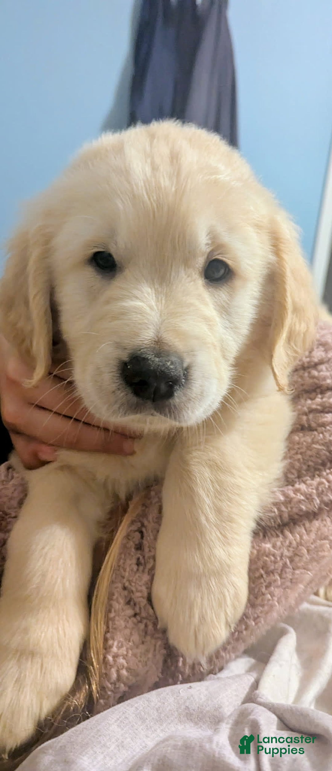 Golden Retriever dogs for sale: Yellow - Image 4