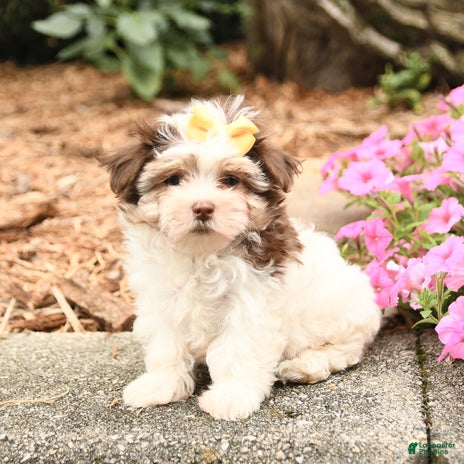 Maltese dogs for sale - Ad 2