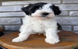Teddy Bear dogs for sale: Elliott - Image 22