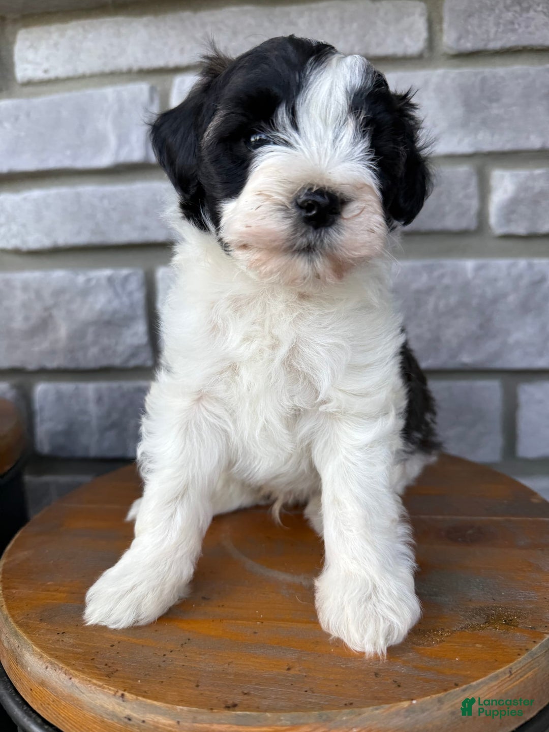 Teddy Bear dogs for sale: Elliott - Image 22