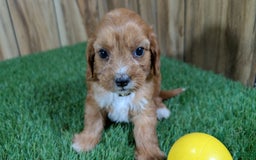 Cavapoo dogs for sale: Honeycomb Girl 10 - Image 5
