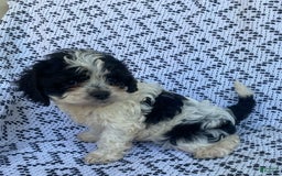 Cockapoo dogs for sale: Stella - Image 6