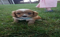 Cavapoo dogs for sale: Taffy - Image 2