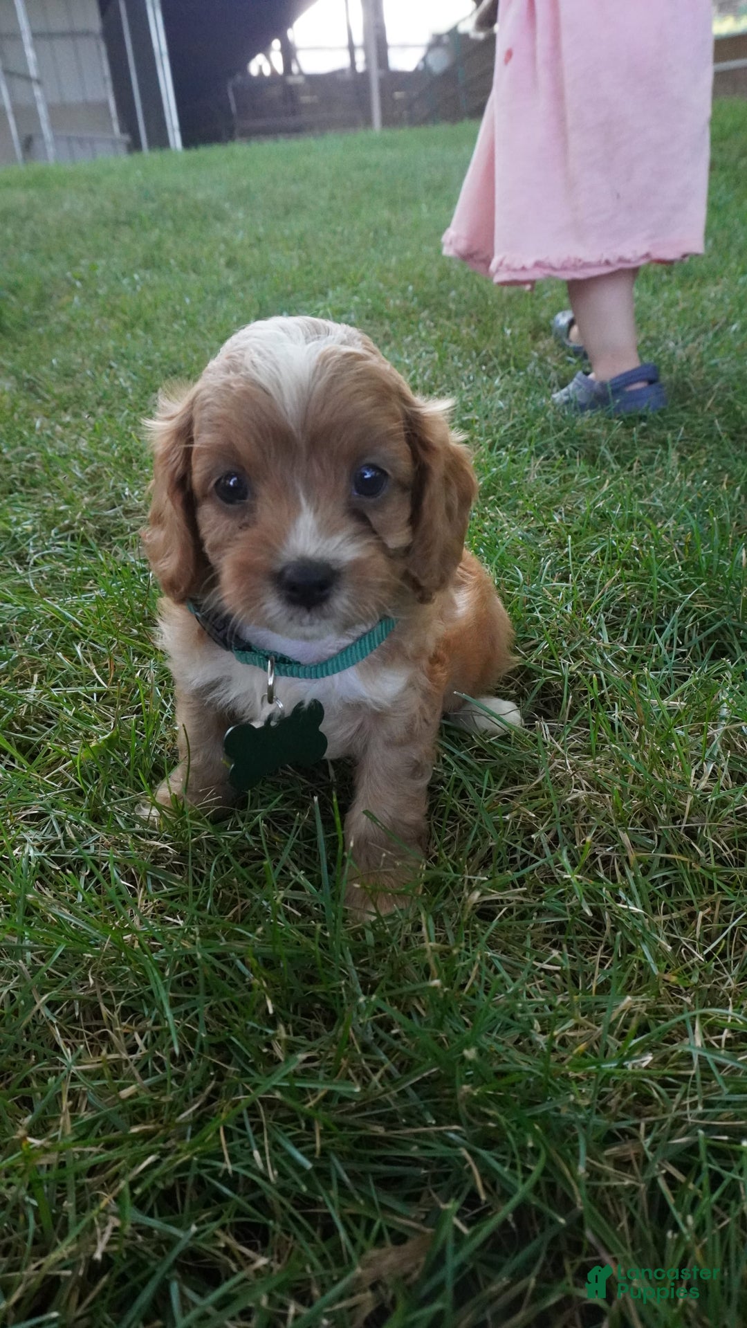 Cavapoo dogs for sale: Taffy - Image 2