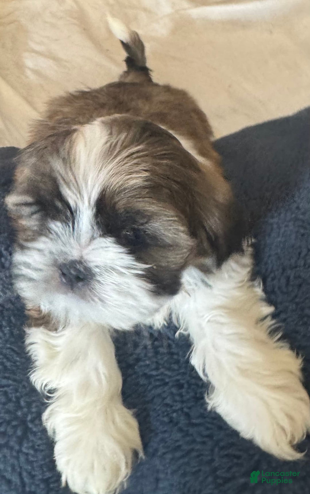 Shih Tzu dogs for sale: Shiloh - Image 4